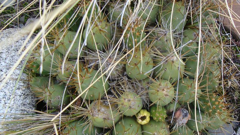 Illampu Trek Steves (166).JPG